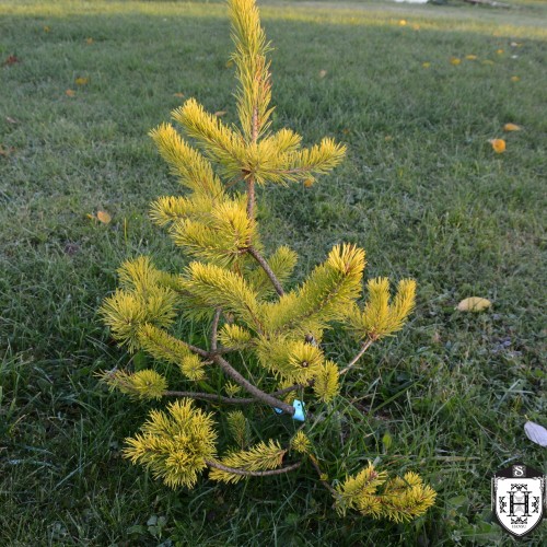 Pinus sylvestris 'Filip's Yellow Fellow' - Harilik mänd 'Filip's Yellow Fellow' C2/2L